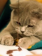 Hình nền động vật tuyệt đẹp
