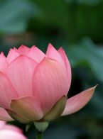 Hình nền hoa mai hoa đào hoa sen