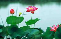 Hình nền Hoa Sen Trắng Đẹp Lung Linh